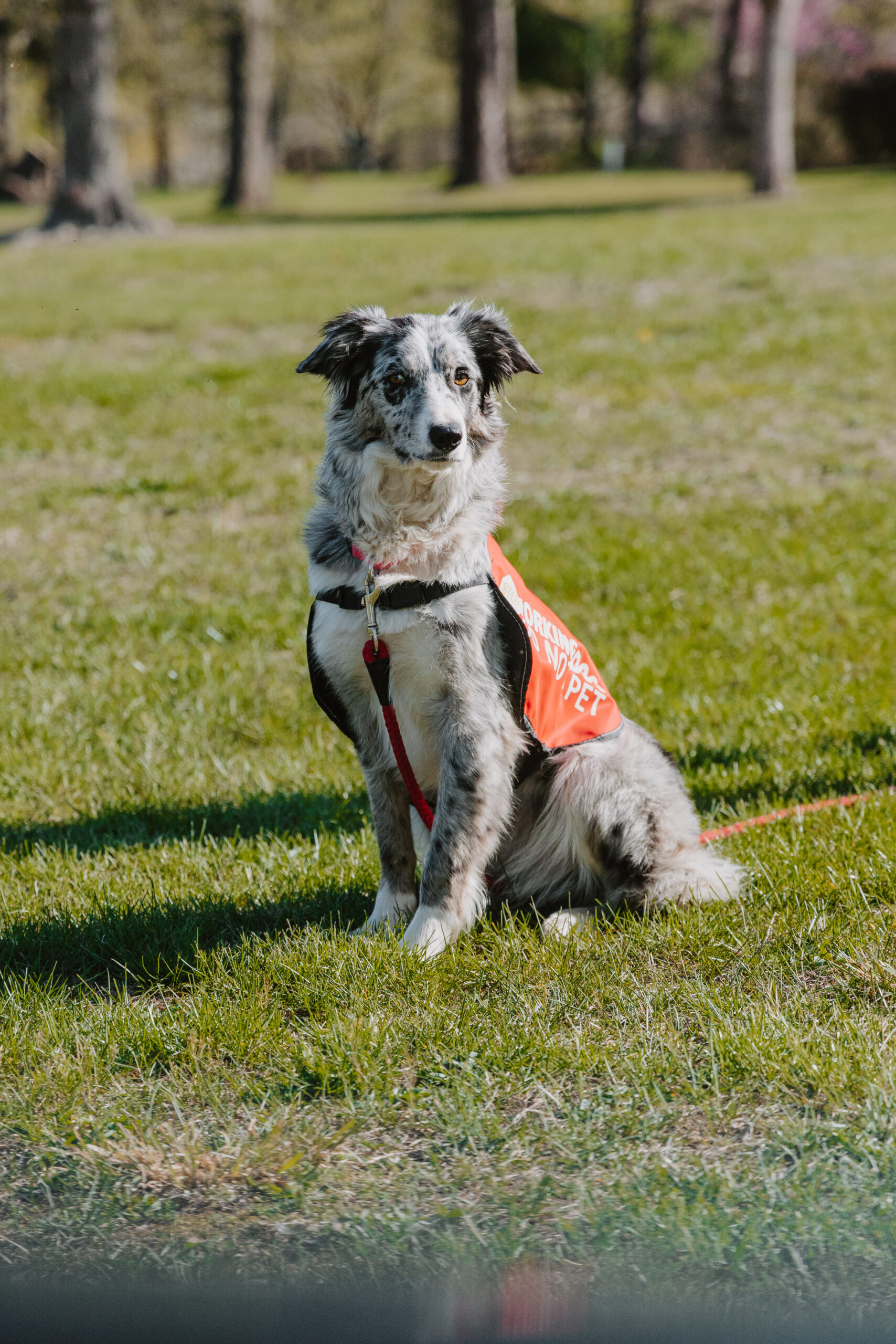 TheWoods-12 Border Collie
