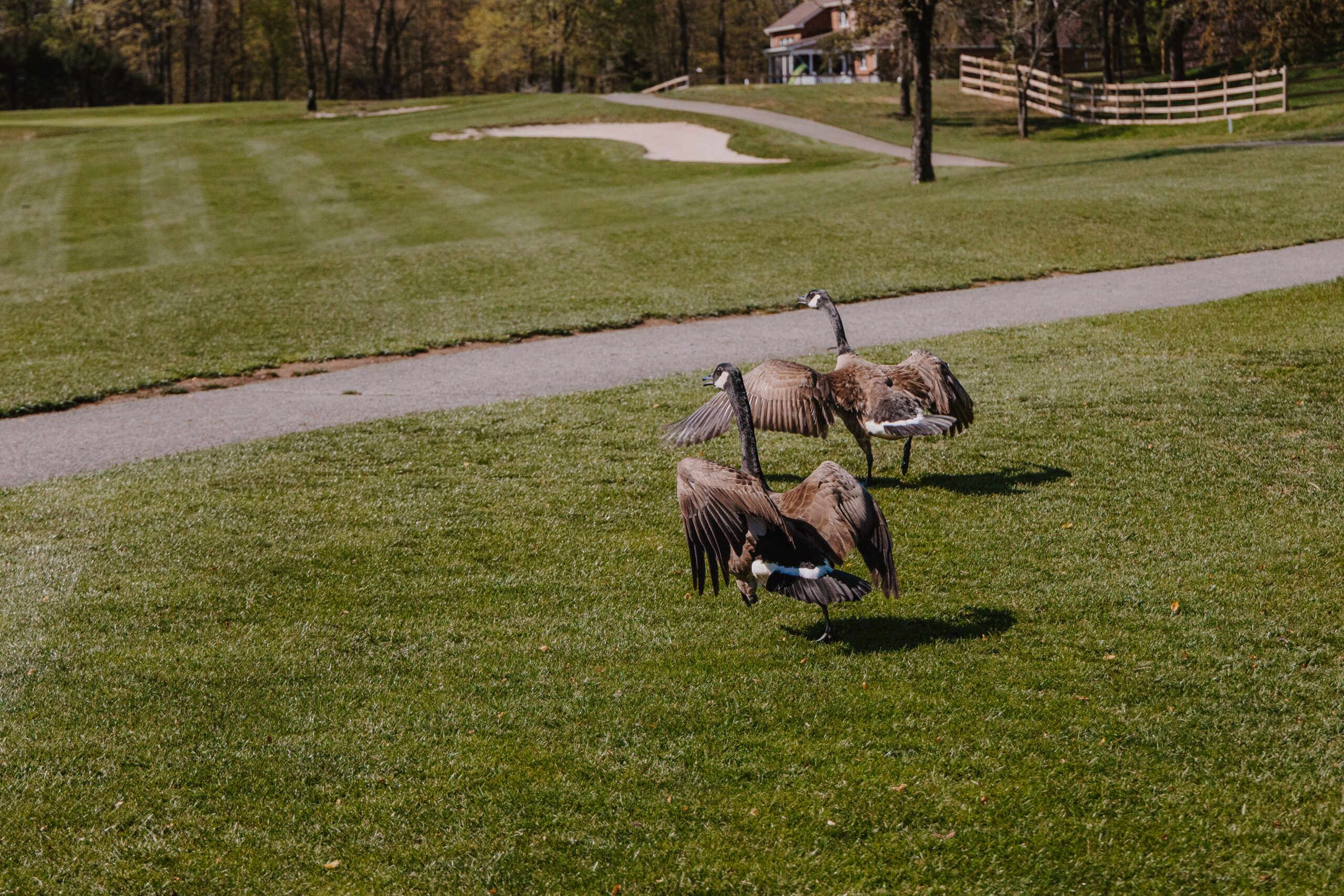 Goose Control on a golf course flying geese over beach