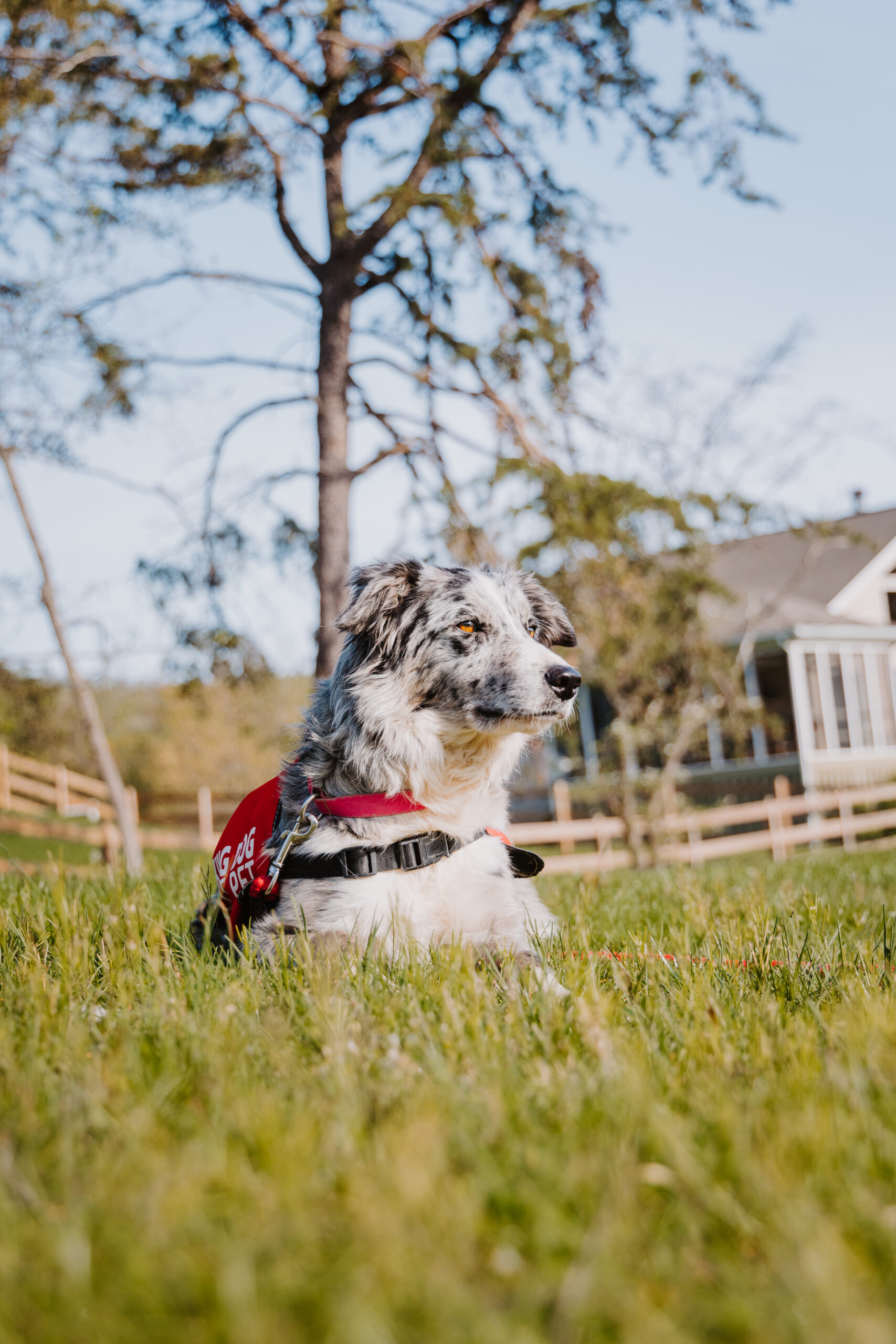 Working Dog for Goose Control Herding Border Collie